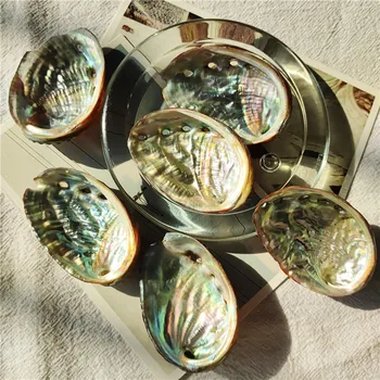 5-6cm 1pcsNatural Abalone Kabuk Ev Akvaryum Peyzaj Deniz Kabukları DIY deniz dekoru Sabunluk Zanaat Koleksiyon Takı