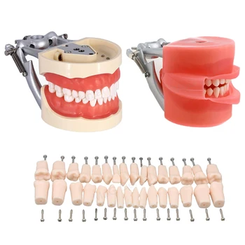 Model Diş Öğretim Çıkarılabilir 32 adet Diş ve Kauçuk Simülasyon Yanak Diş model beyin Fit Kilgore NİSSİN 200 Tipi