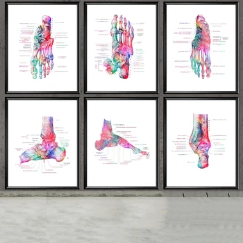 Renkli Anatomi Tıp Ayak Eğitimi Duvar Sanatı Modern İskelet Tuval Boyama İskandinav Basit Poster Hastane Kliniği Dekor